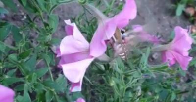 Калининградка заметила на клумбе ночную бабочку, похожую на колибри (видео)