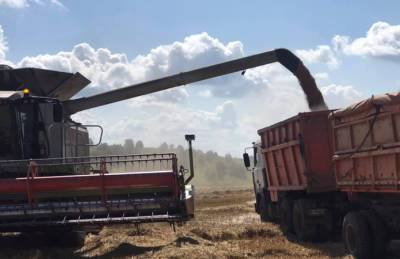 На Хмельнитчине собирают по 7,4 т/га озимой пшеницы