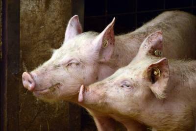 Заражённые африканской чумой трупы свиней нашли в псковском лесу