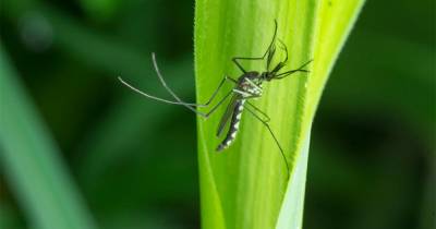 Не пьют кровь: эксперт о напугавших Ростовскую область зеленых комарах