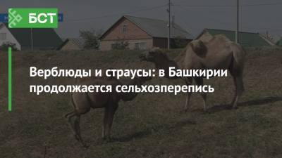 Верблюды и страусы: в Башкирии продолжается сельхозперепись