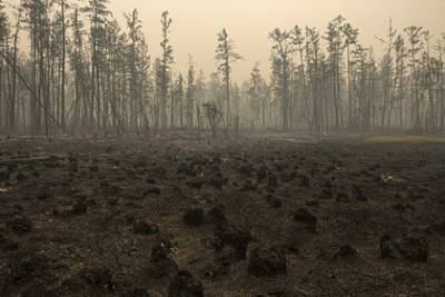 Площадь лесных пожаров в России достигла рекорда