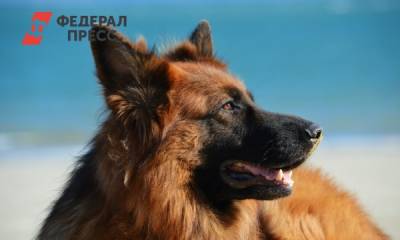 Служебный пес из России впервые получил уникальную итальянскую премию