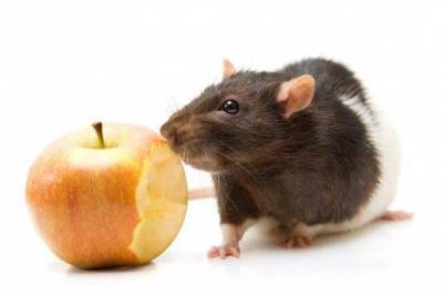Чем разнообразить диету питомца-крысы?