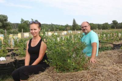 Фермеры в Горшеченском районе Курской области выращивают голубику по соцконтракту