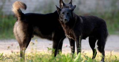 Россияне массово пожаловались на терроризирующую подмосковные деревни стаю собак