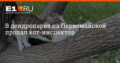 В дендропарке на Первомайской пропал кот-инспектор