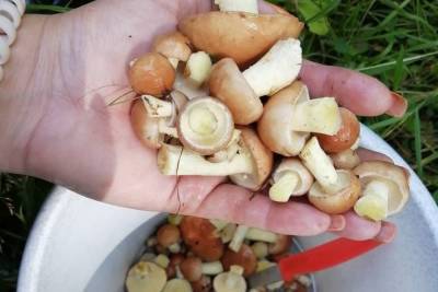 Небывалый урожай маслят собрали грибники в Новосибирске после дождей и туманов