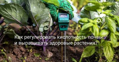 Как регулировать кислотность почвы и выращивать здоровые растения? - skuke.net
