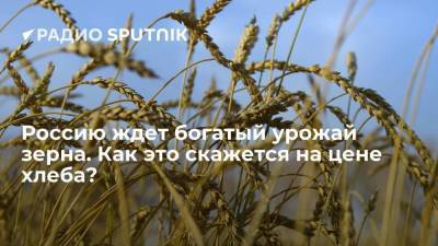 Россию ждет богатый урожай зерна. Как это скажется на цене хлеба?