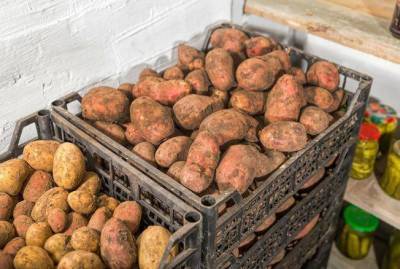 Как сохранить картофель на зиму