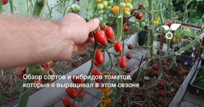 Обзор сортов и гибридов томатов, которые я выращивал в этом сезоне