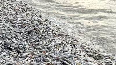 На Камчатке обнаружены тонны мертвой рыбы
