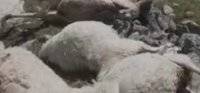 В горах Грузии молния убила 500 овец