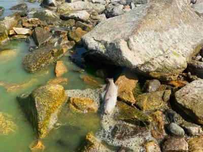 В южноуральском озере массово погибла рыба