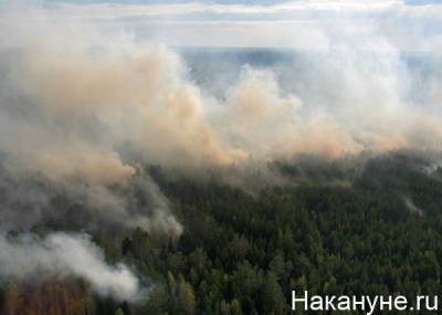 В Якутии обсуждают восстановление уничтоженных огнем лесов