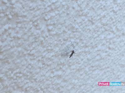 Огромные полчища красных комаров атаковали территории Ростовской области и ДНР