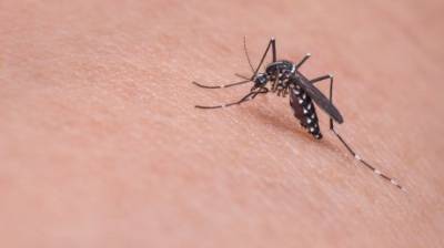Назван метод борьбы с атаками комаров с помощью аспирина