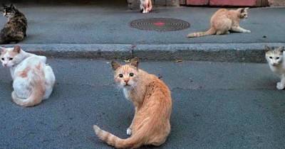 Россиянка пожаловалась на запрет кормить бездомных котов