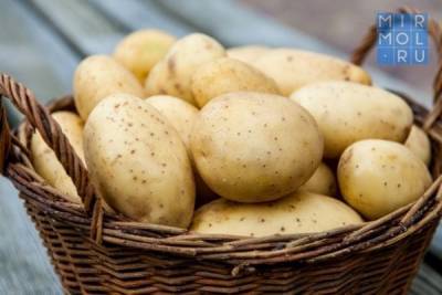 Дагестан увеличит урожай картофеля на 13 тысяч тонн