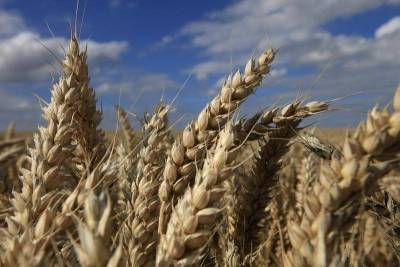 "СовЭкон" снизил прогноз сбора пшеницы в РФ в этом году до 76,2 млн т