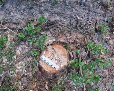 Житель села Нестиары незаконно срубил деревьев на 30 тысяч рублей