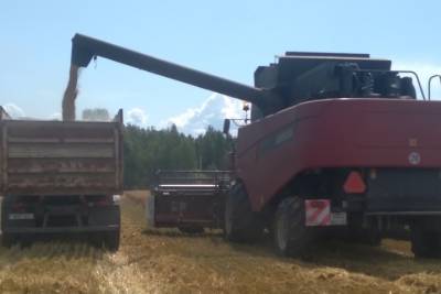 В Красногорском районе Брянщины собрали урожай на 70% посевов