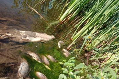 Администрация Чернского района прокомментировала инцидент с мертвой рыбой в местном пруду