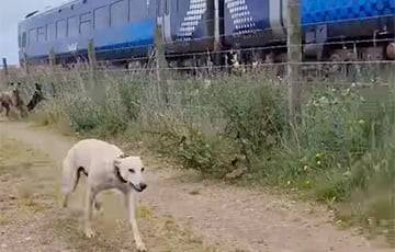 Собака, решившая обогнать поезд, стала звездой Сети