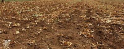 В Удмуртии из-за засухи на полях уничтожено почти 25% всех посевов