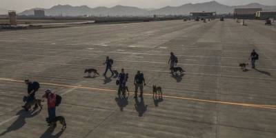 Американцы эвакуировали своих собак из Афганистана на местах для людей