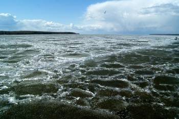 Зеленая вода и мертвая рыба: что случилось с Рыбинским водохранилищем?