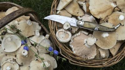 Диетолог Арзамасцев рассказал о полезных и вредных свойствах грибов