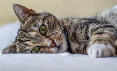 Кошку, которая заразилась коронавирусом в Тюмени, рекомендовали изолировать