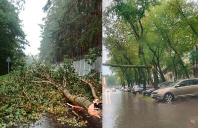Поваленные деревья и подтопленные улицы. В МЧС рассказали о последствиях непогоды в Минске