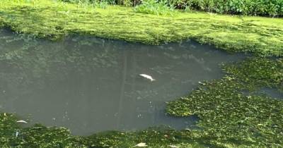 Мутная вода и зловоние: в ручье у Литовского вала погибла рыба