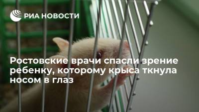 В Ростове-на-Дону офтальмологи спасли зрение ребенку, которому домашняя крыса ткнула носом в глаз