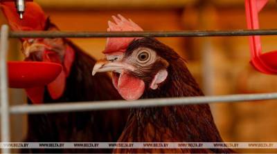 ЕЭК установила для Беларуси тарифную квоту на ввоз 20 тыс. т свинины и 10,9 тыс. т мяса птицы