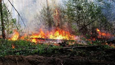 В Удмуртии вновь вводят запрет на посещение лесов из-за аномальной жары