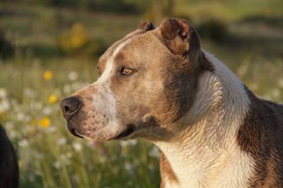 Собаководы высказались об идее обязательного страхования опасных пород собак