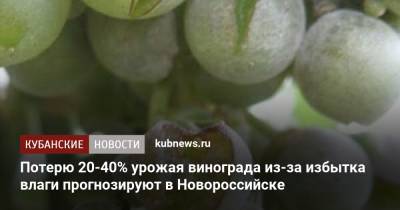 Потерю 20-40% урожая винограда из-за избытка влаги прогнозируют в Новороссийске - kubnews.ru - Краснодарский край - Новороссийск