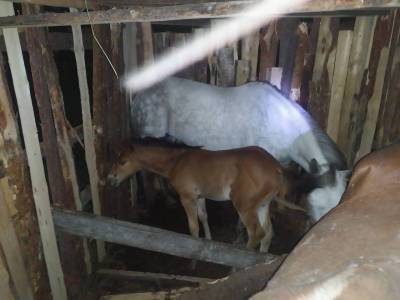 В Нижнем Тагиле нашли предположительно украденных цыганами лошадей - nazaccent.ru - Россия