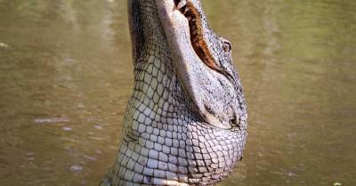 Крокодил утащил работницу зоопарка на глазах у детей — и зверя оседлал посетитель