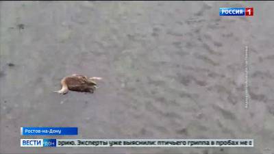 Специалисты выясняют причину гибели уток в реке Темерник в Ростове