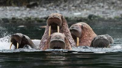 Власти НАО ограничили посещение туристами лежбища атлантических моржей на Вайгаче