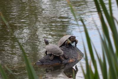 В рязанском пруду выжили черепахи