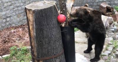 В Калининградском зоопарке показали, как медведица Настя играет с кормушкой