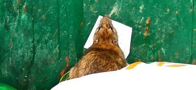 Павел Глазков - Биолог рассказал, какую миссию несут петербургские крысы - neva.today - Китай - Петербурга