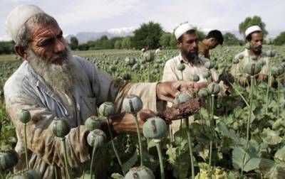 Талибан пообещал покончить с производством наркотиков в стране