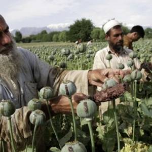 Талибан пообещал не допустить производство наркотиков в стране